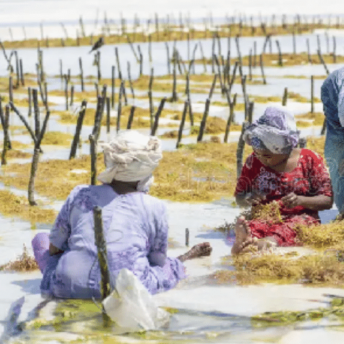 Fermes d’algues dans les eaux de l’océan Indien au Kenya