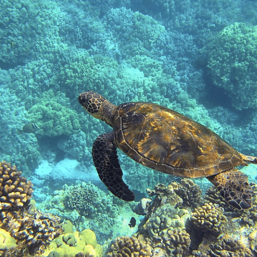 Malaisie, tortue marine