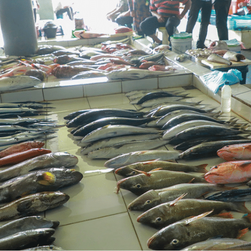 Maldives, Male fish Market