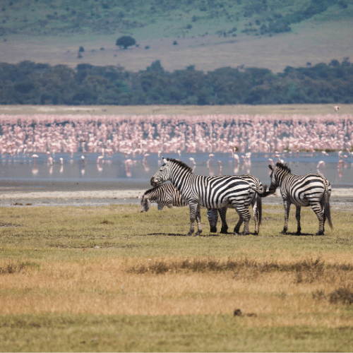 Ngorongoro Tanzanie