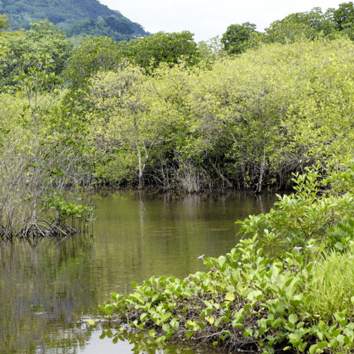 Seychelles wetlands