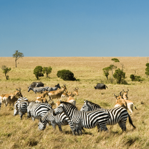 The Masai Mara reserve, Kenya