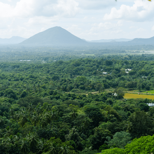 knuckles forest Sri Lanka (2)